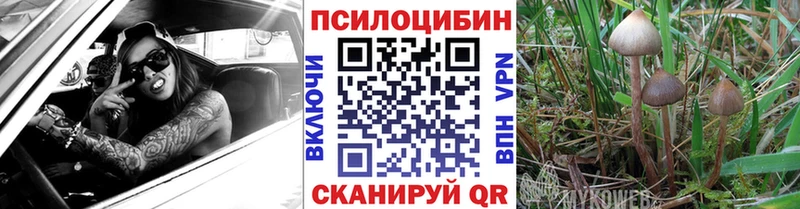 Псилоцибиновые грибы Cubensis Нальчик